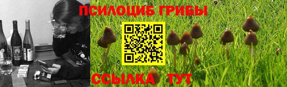 Псилоцибиновые грибы мицелий Искитим